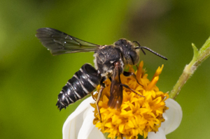 Say's Cuckoo-leaf-cutter bee - Coelioxys sayi